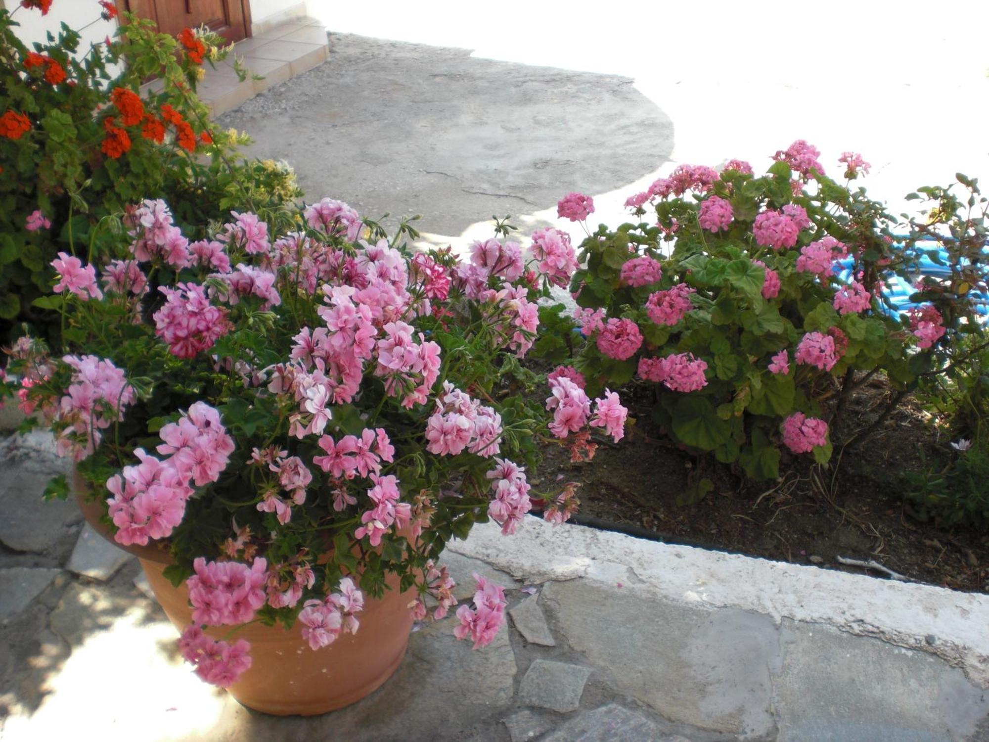 Esperides Hotel Ierápetra Buitenkant foto
